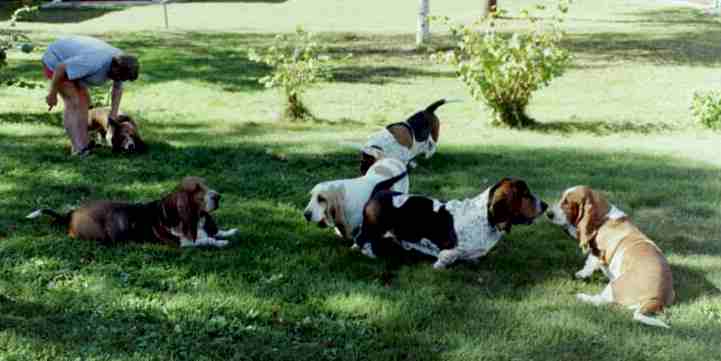 Bassetflock.jpg (22834 bytes)