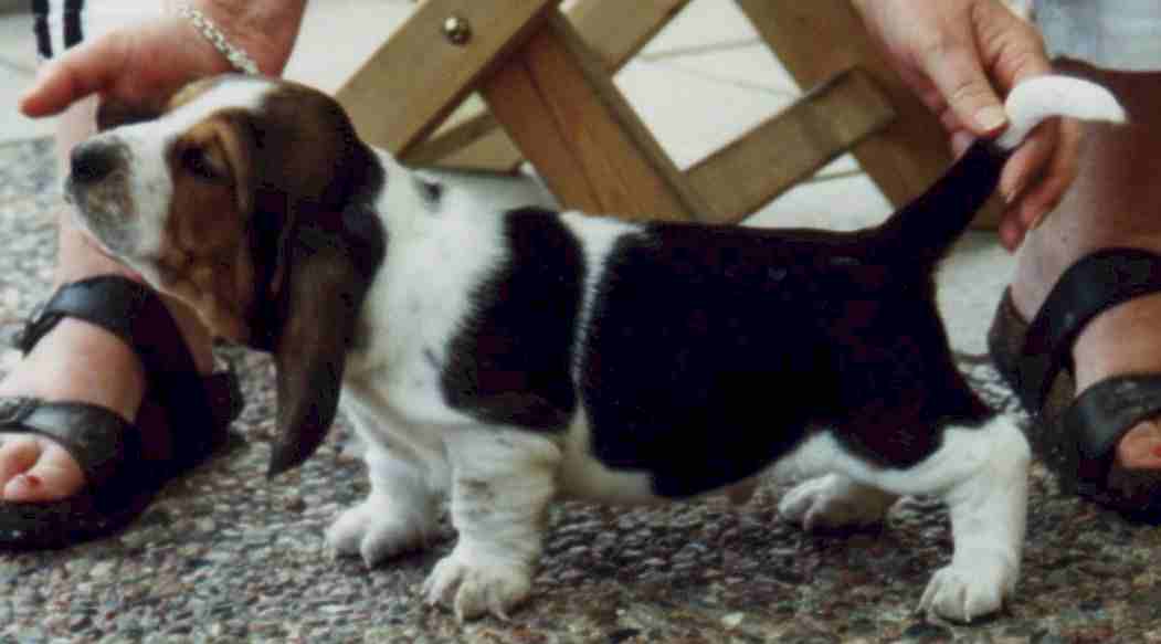 klipptwervalupps2.jpg (29434 bytes)